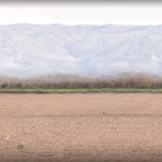 Amor a la cebolla dulce Fuentes Ebro