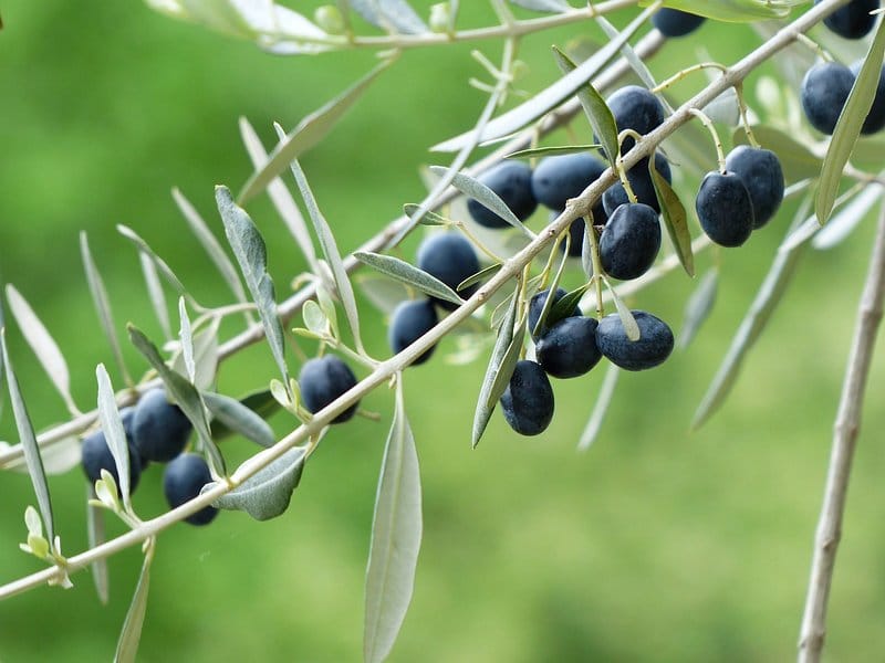 Aceituna y aceite del Bajo Aragón