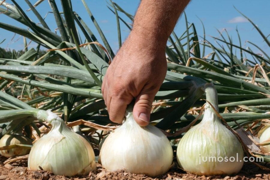 Recogiendo cebolla dulce a mano en el campo de Fuentes de Ebro, con marca de agua de Jumosol