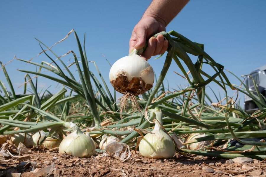 Recolección de cebolla dulce DOP Fuentes de Ebro en el campo