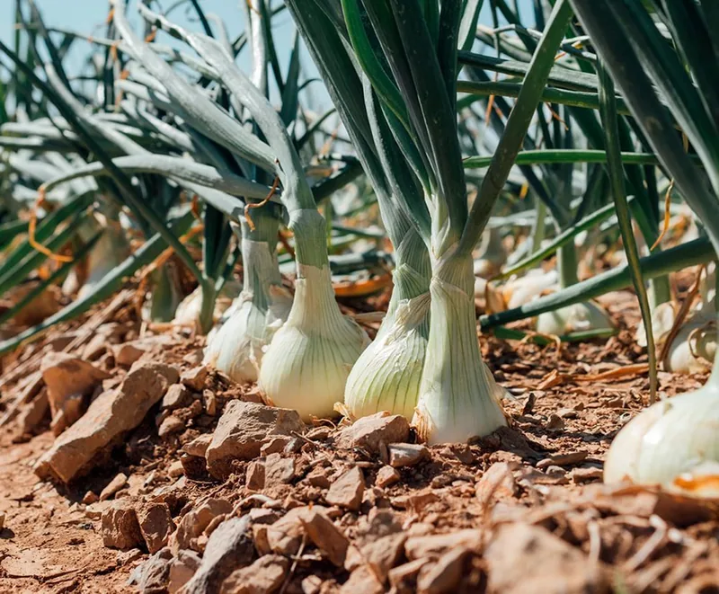 cebollas