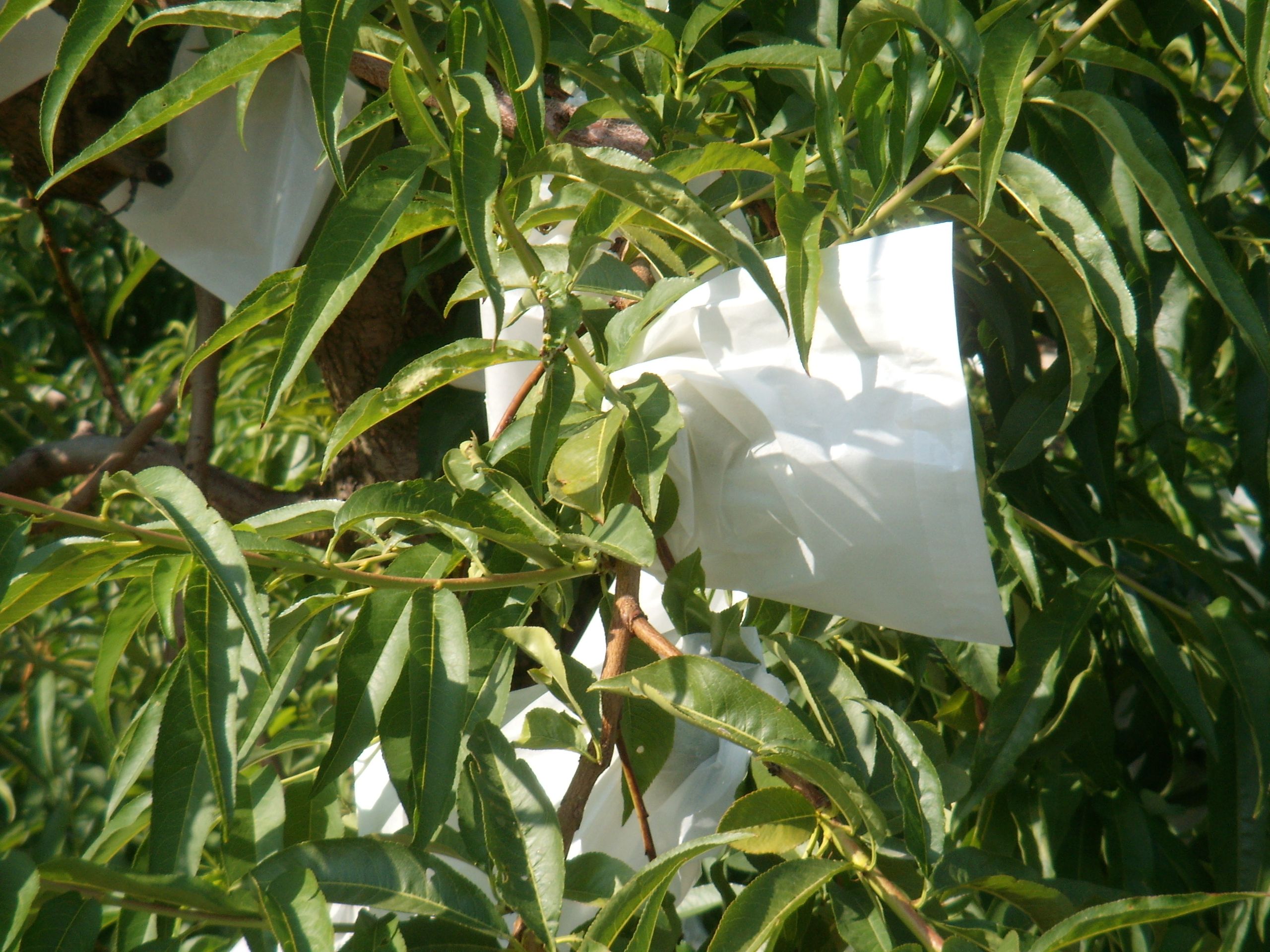 Melocotón de Calanda DOP