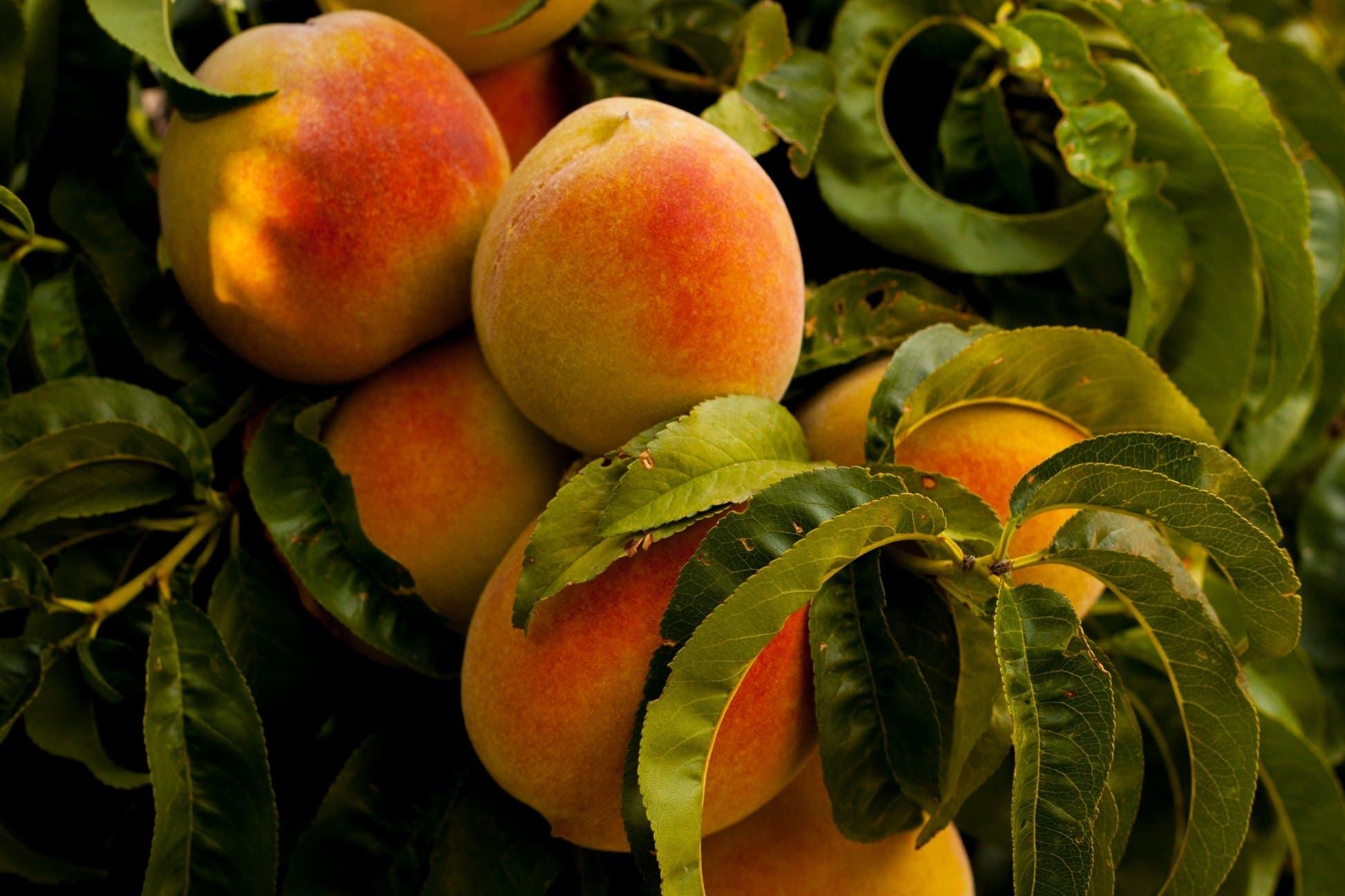 Fruta de hueso del Jalón y del Cinca