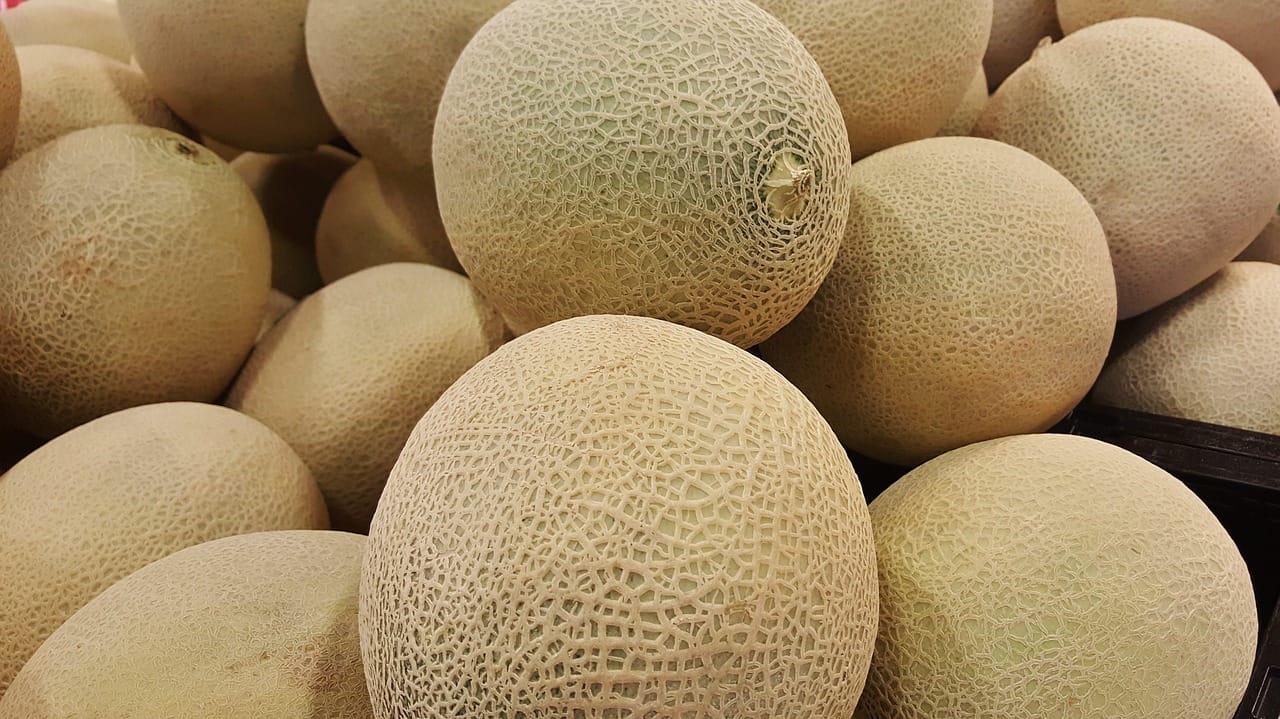 Melón de Torres de Berrellén