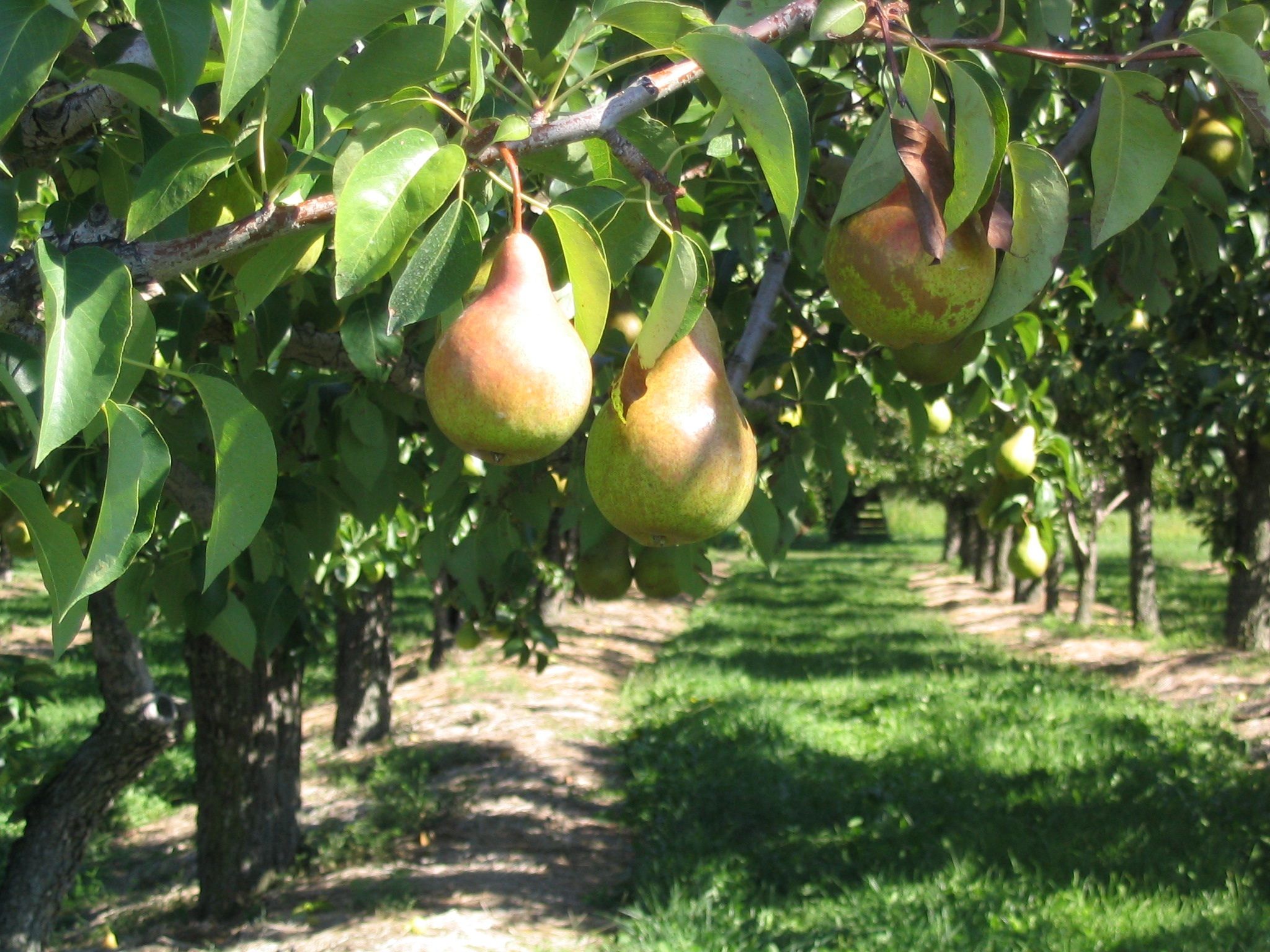 Peras y manzanas de montaña