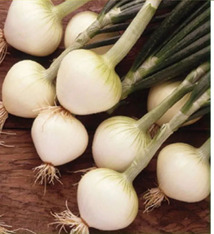 Cebollas babosas frescas con tallo verde sobre madera