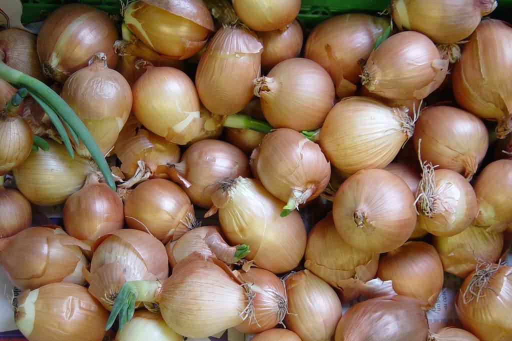 Cebolla de Makó (Hungría)