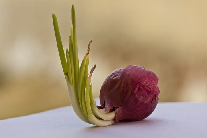 Cebollas moradas