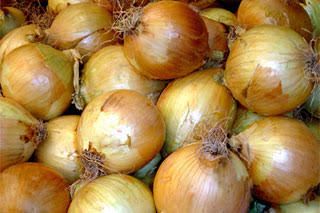 Cebollas doradas de la variedad Liria